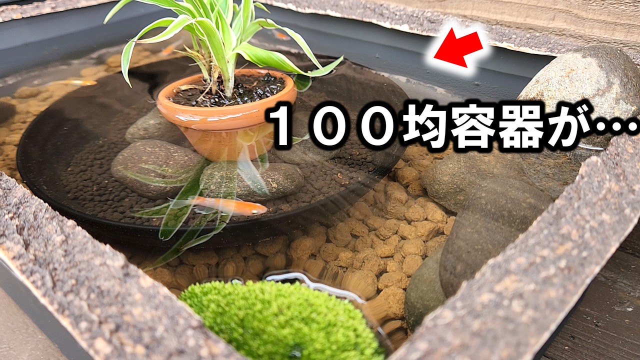【100均】初心者でも簡単たった550円で作れるメダカビオトープ【レイアウト】