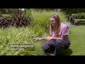 Some Great Ornamental Grasses on the Best of Oklahoma Gardening (#4726)