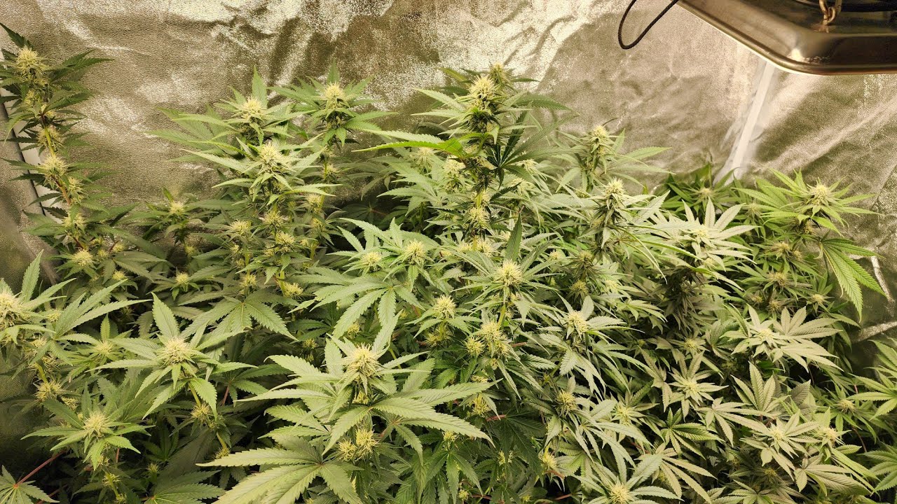 FLOWERING 3 WEEKS: what it is yo!