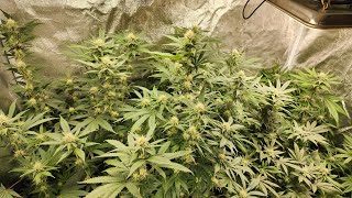FLOWERING 3 WEEKS: what it is yo!