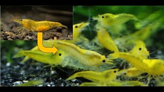 Eggs to Baby Shrimp | 30 Days Video Collection | Shrimp breeding