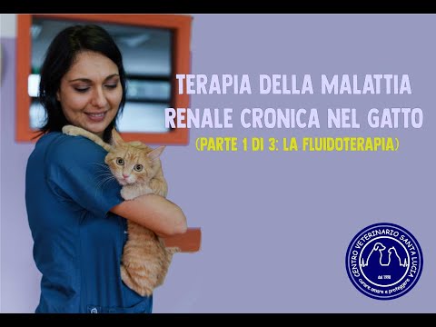 Video: Prendersi cura di un gatto con insufficienza renale