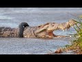 Crocodile Set Free After Being Stuck in a Tire for 6 Years