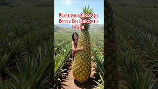 #pinia