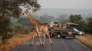 Discover a unique Kruger Safari experience at the Kruger Gate Hotel