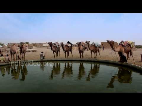 Video: Camel Safaris hauv Jaisalmer thiab Bikaner: Yuav Paub Li Cas