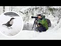 Dipper Expedition II - A Bird Film