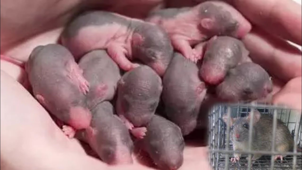 Anak Tikus Baru Lahir Dalam Perangkap Youtube