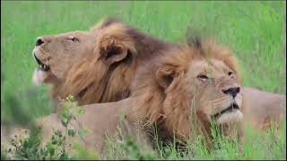 Lions calling in Kruger Park