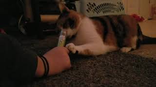 Grumpy Moody Cat vs. Catnip