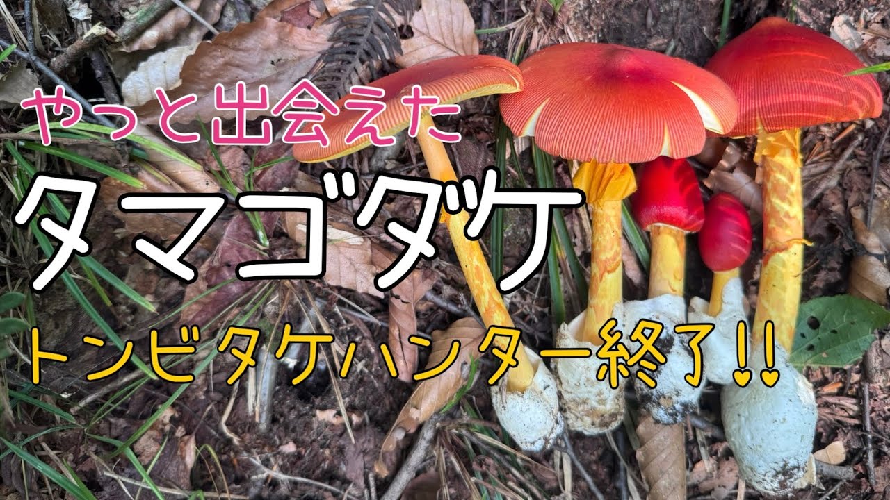 やっと出会えたタマゴダケ〜トンビタケハンター終了〜