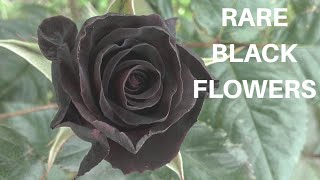 10 MOST BEAUTIFUL BLACK FLOWERS YOU WON'T BELIEVE EXIST