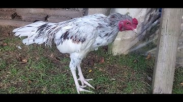 Me nyuam qaib thai WD # 12