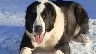 видео: Весенняя линька САО.               Советы по груммингу. картинка: Весенняя линька САО.               Советы по груммингу.