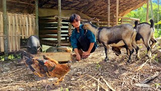 Build a free life, cook pig bran, build a feeder for pigs, install wooden tables, farm life