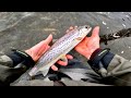 Sea trout tactics  fly fishing  scotland