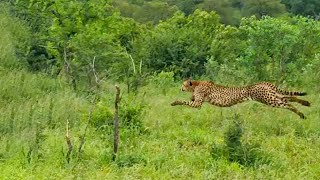 Tokyo Olympics Highlights - Wild Animal Edition