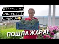 В теплице почти +50’С 🥵 Как спасаю от жары теплицу на юге🥦 Брокколи «Фиеста»/Урожай 2022/Отзыв