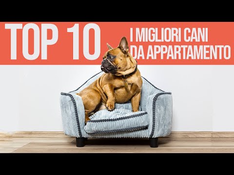 Video: The Canine Roommate: Top 10 Migliori razze di cani per vivere l'appartamento
