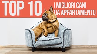 TOP 10 Migliori Cani Da Appartamento by Funny Pets 29,337 views 1 year ago 6 minutes, 3 seconds
