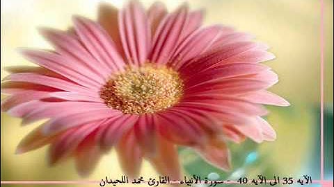 تلاوة هادئة من سورة الانبياء - محمد اللحيدان Al luhaidan