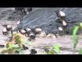 Wildebeests Crossing at the Mara River