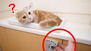 トイレについて来ちゃった子猫にイタズラした結果が...
