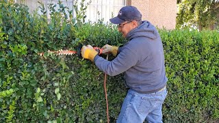 Black And Decker Hedge Trimmer How To Use
