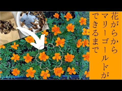 種からマリーゴールド 花がらから種採取 花が咲くまで おまけはカエル Grow Marigold From Seed Youtube