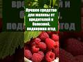 Лучшее средство для малины от вредителей и болезней, подкормка ягод #огород #сад #дача #урожай