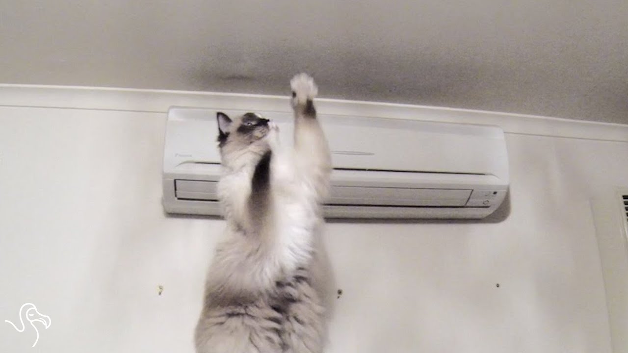 Cats vs Air YouTube Cats vs Air YouTube