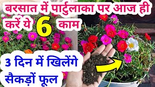 Portulaca plant care for rainy season. Moss rose plant.Best homemade fertilizer for portulaca.