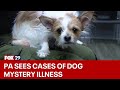 Mystery dog illness reaches Pennsylvania