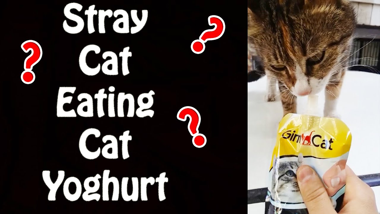 Cute Stray cat Eating Cat Yoghurt Cute Kittens GimCat YouTube