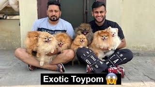 Toypom Breed in India *Exotic Toypom*