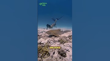 World-First "3 So.me" on Animals: Leopard Sharks Mating in the Wild (Two Males, One Female)