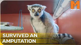 The Surprising Rescue of a 3-Legged Backyard Lemur | Monkey Life Season 18 Episode 8