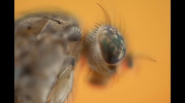 Macro extremo - focus stacking