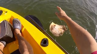 Freshwater Motoro Stingrays on the Kayak