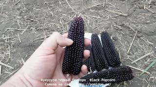 Кукуруза Чёрный Попкорн — Black Popcorn (семена, приготовление)