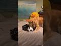 Golden Retriever Grabs Soccer On A Bedroom