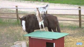 Goats Riding Horses Compilation CFS - Funny Videos 2015