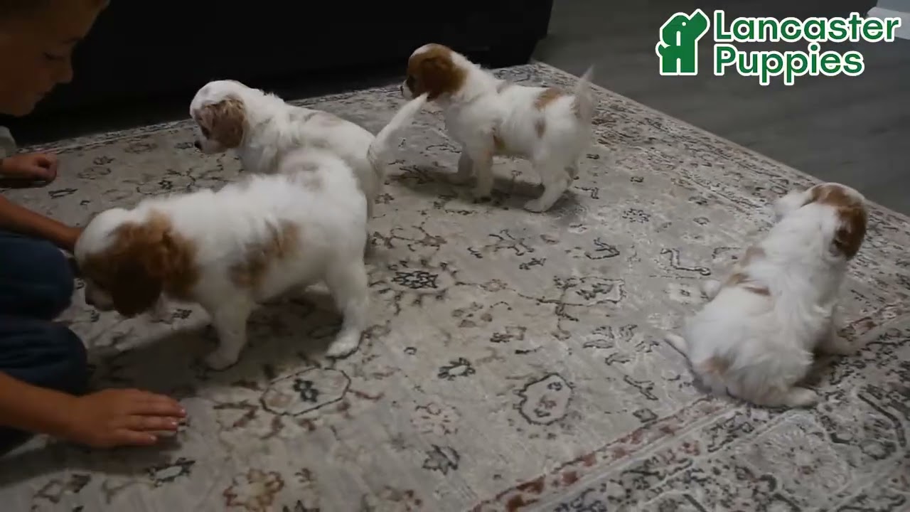 Friendly Cavapoo Puppies
