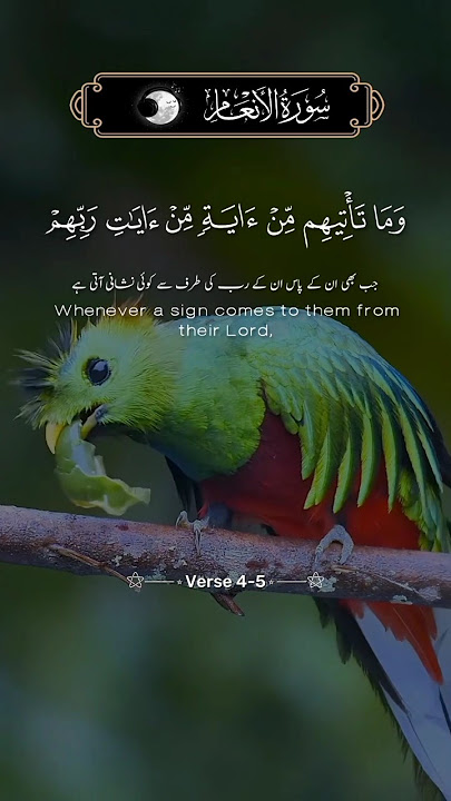 Surah Al-An'am Ayat 4-5 | beautiful recitation of surah anaam | quran recitation | shorts