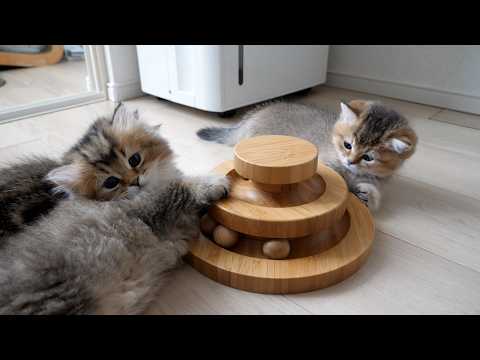 Cute kitten so engrossed in playing with a toy that it steps on its sibling...