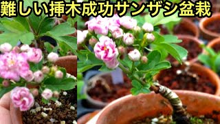 挿し木25本で1本成功サンザシ盆栽・親木から沢山小さいズミ盆栽ができあがる・沢山雄木(ロウヤガキ・ウメモドキ・ニシギシ・マユミ)・やじま園@盆栽タネ