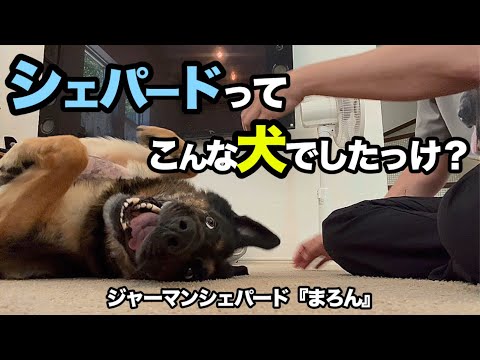シェパードのイメージが壊れます‼️ジャーマンシェパードってこんな犬でしたっけ😂【ジャーマンシェパード】