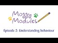 The Moggy Modules | Understanding Behaviour