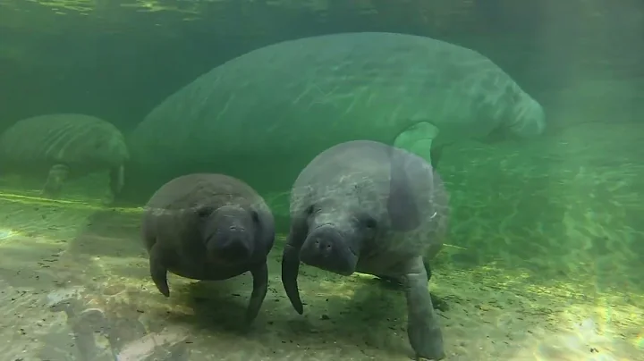 Roll On Manatee sung by Dennis Devine and Southwin...