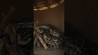 giant python